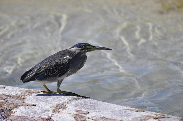 buljore.jpg (35)_1024x680